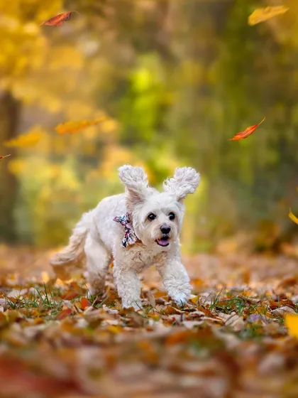 Action pet photography of a small white fluffy dog wearing a bow tie, mid-stride through falling autumn leaves