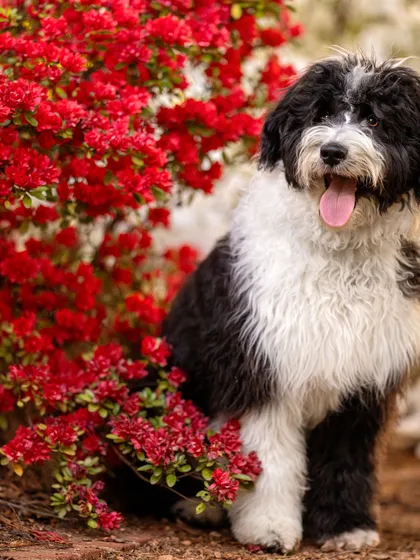 Pet photography portrait of a black and white bearded collie type dog sitting beside a red flowering shrub