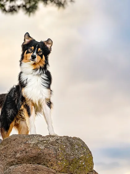 Pet photography of a tricolour Australian shepherd standing on a rock under a tree against a cloudy sky
