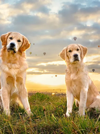 Pet photography of an adult and a young golden retriever sitting in a grassy field at sunset, hot air balloons in the distance