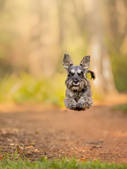 Action pet photography of a grey schnauzer captured mid-run, all four paws off a forest path