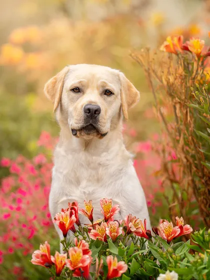Pet photography portrait of a yellow Labrador sitting among orange and pink garden flowers