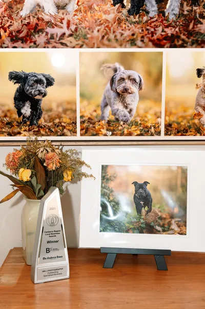 Pet photography wall art, a display of framed autumn dog portraits beside an award